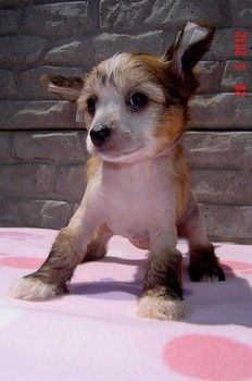 Ksiezniczka  Charlotte Sealsa