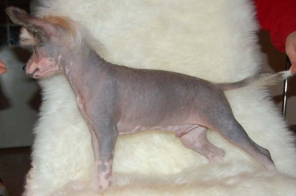 Uzume'z Bad Boy Boogie