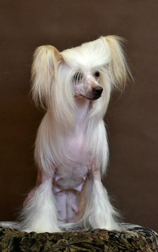 Zlato Dinastii Periss