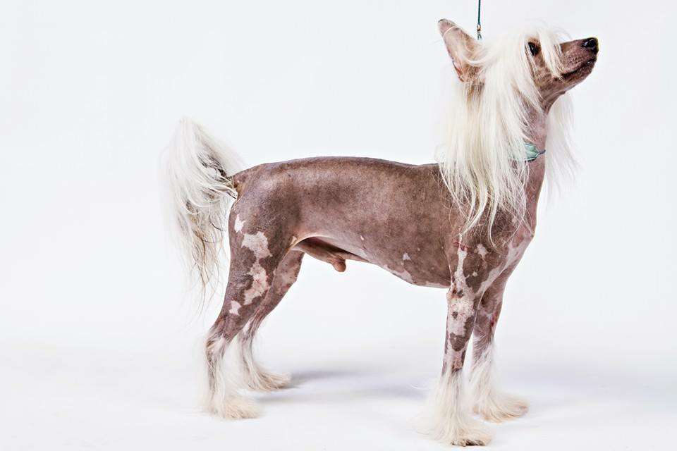 Brigadunes Yoda am I U See Dots U Do