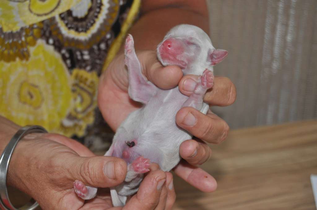 R'Napo Du pré des Trolls