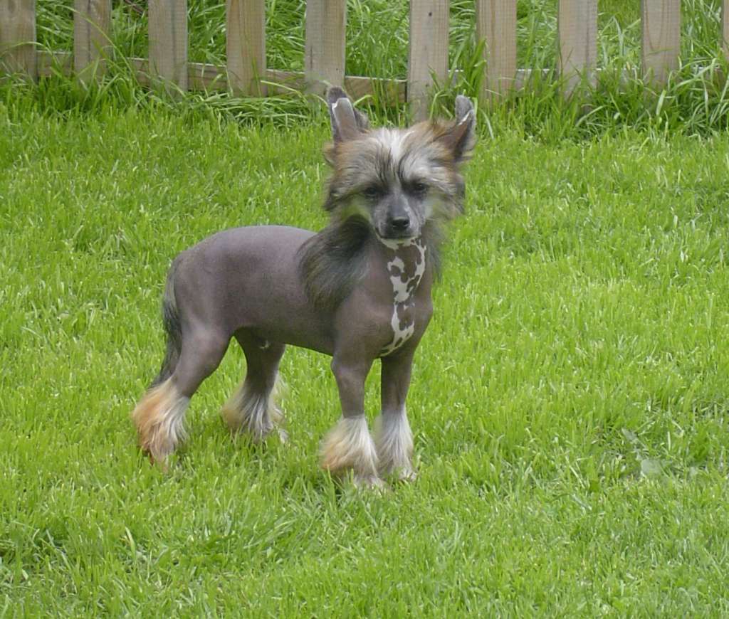 Proud Gypsy King Sealsa