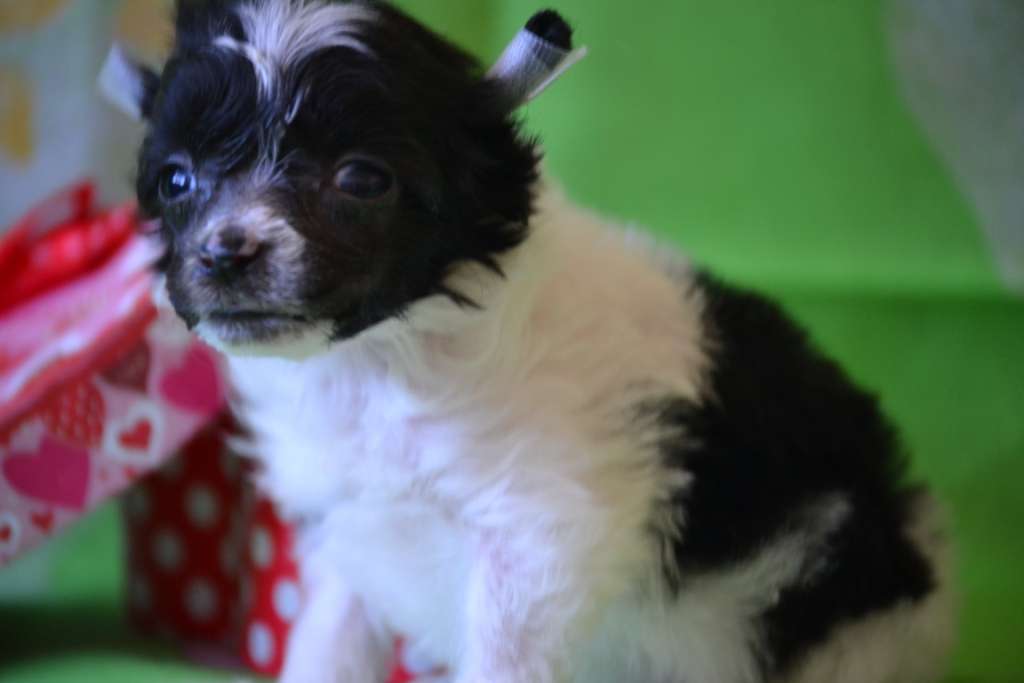 Ketrin Kristol Buton rosy (puff)