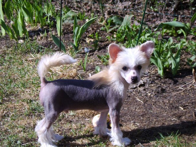 Dragon Moon Dance Over The Sun