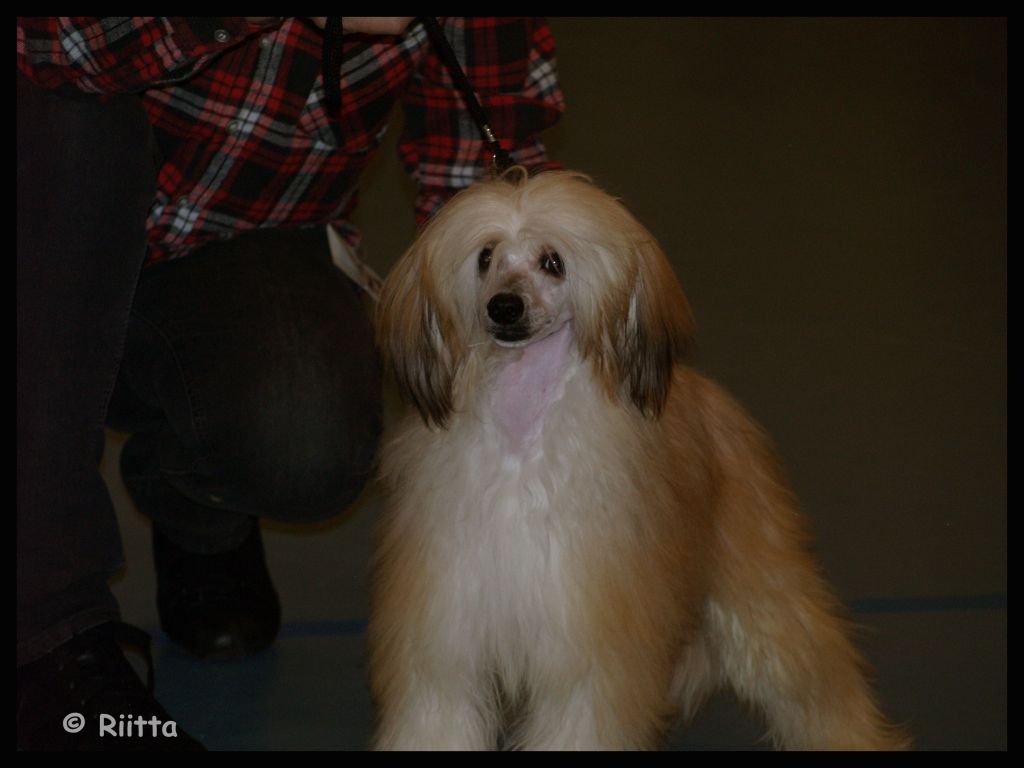 Sea Fire's Uno Demond