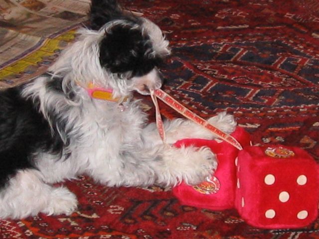 Koreke Litha Jana With Xioma