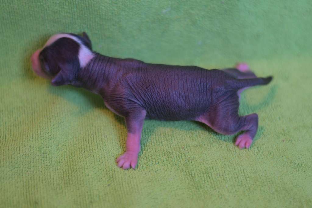 Pinky Twinky Drive You Crazy