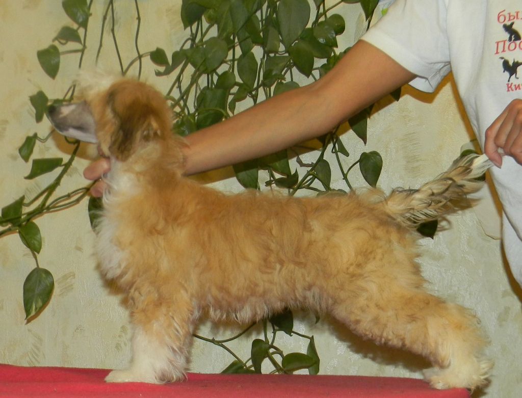 Zolotaia Avrora Ognenny Lotos 