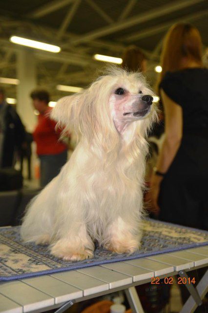 Sspoloch Show Raging cappuccino