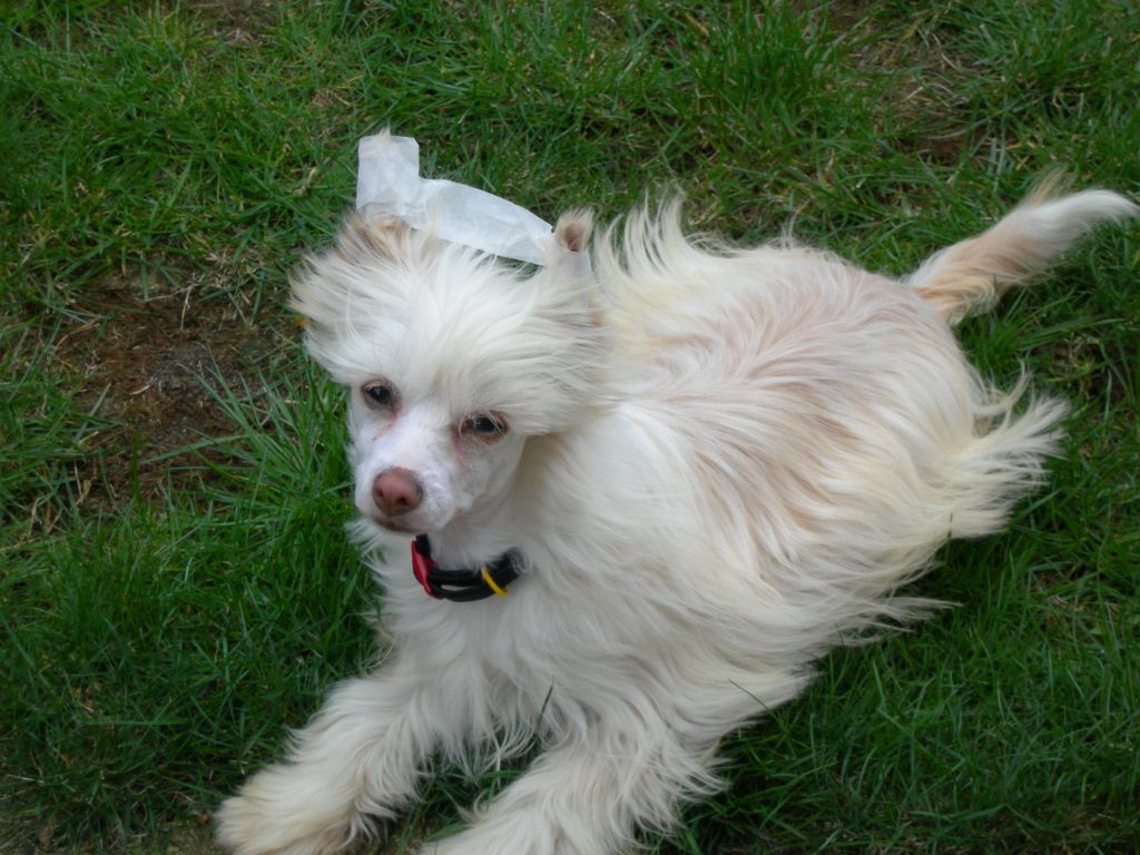 Doucai Hairy Harlot of Schezade