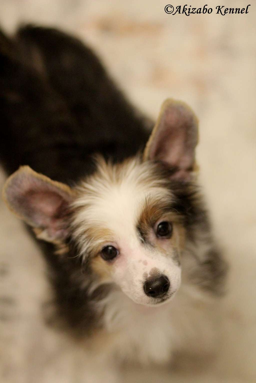 Hipster Insolite Familier