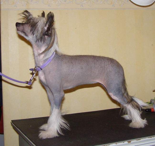 Plupp's Artemisia Absinthium