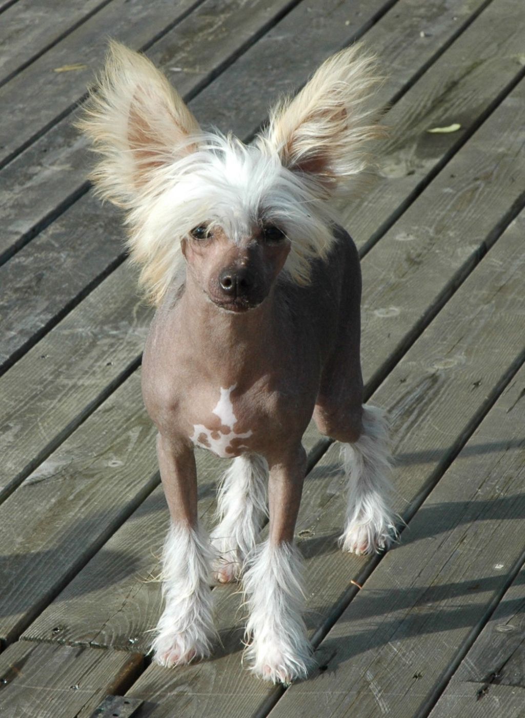 Trønderpia's Magic Farytail