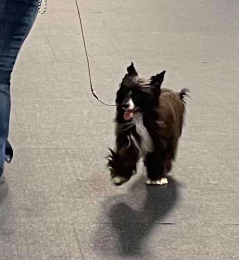 Jozzi Bells Planet of Dream