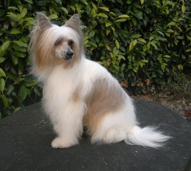 All My Dreams Princes de la Roses