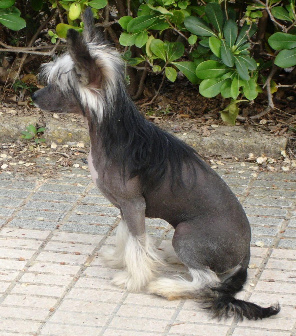 Cleopatra z Pulnocního dvora