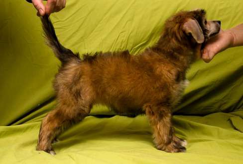 Berenik Pandora Yunona Prekrasnaya