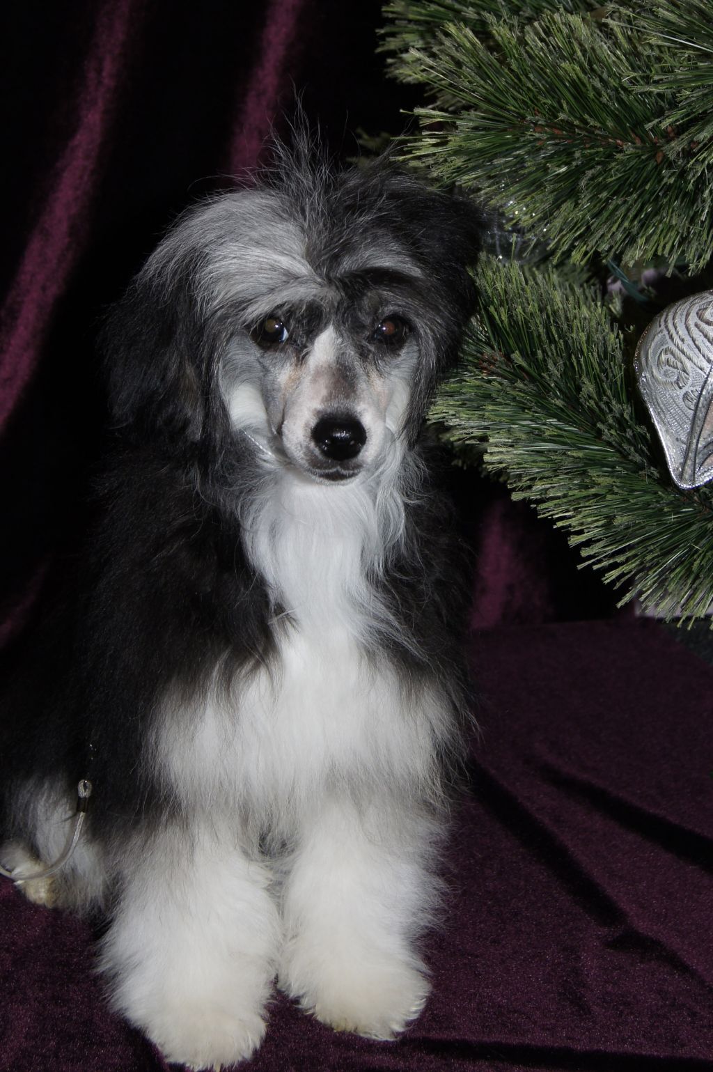 Gwendolyn iz Diamond Sity