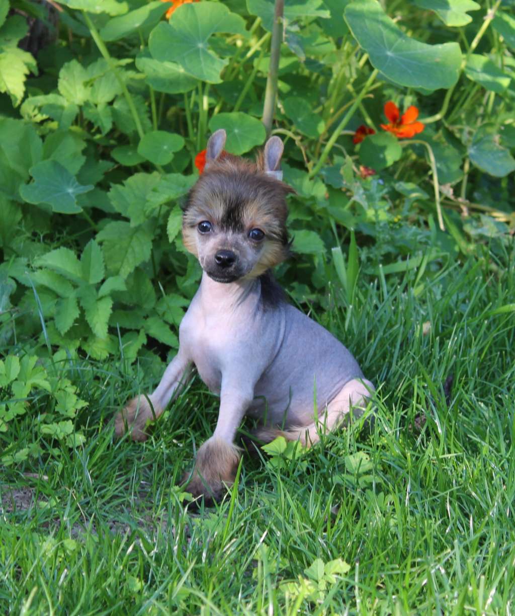 Exotic Spirit Obsidian Darkness