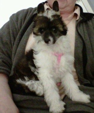 Altacrest's Lucky Charm