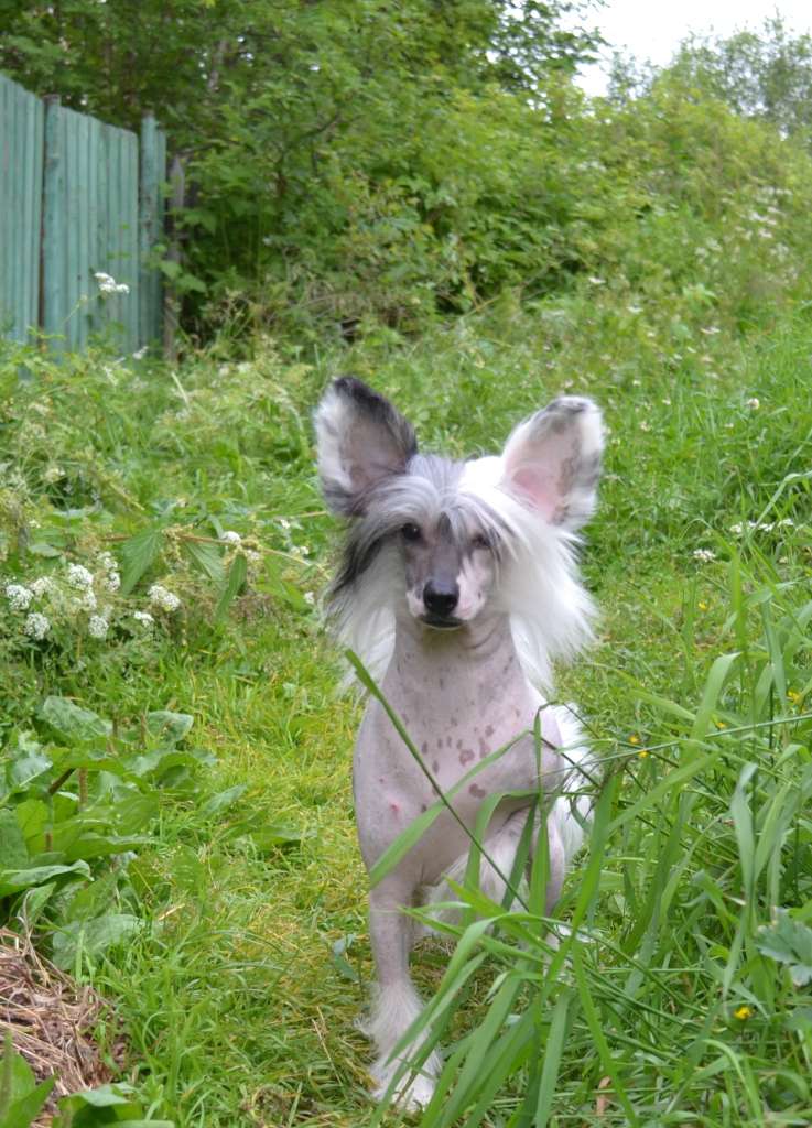 Polar Shane Nignt Star