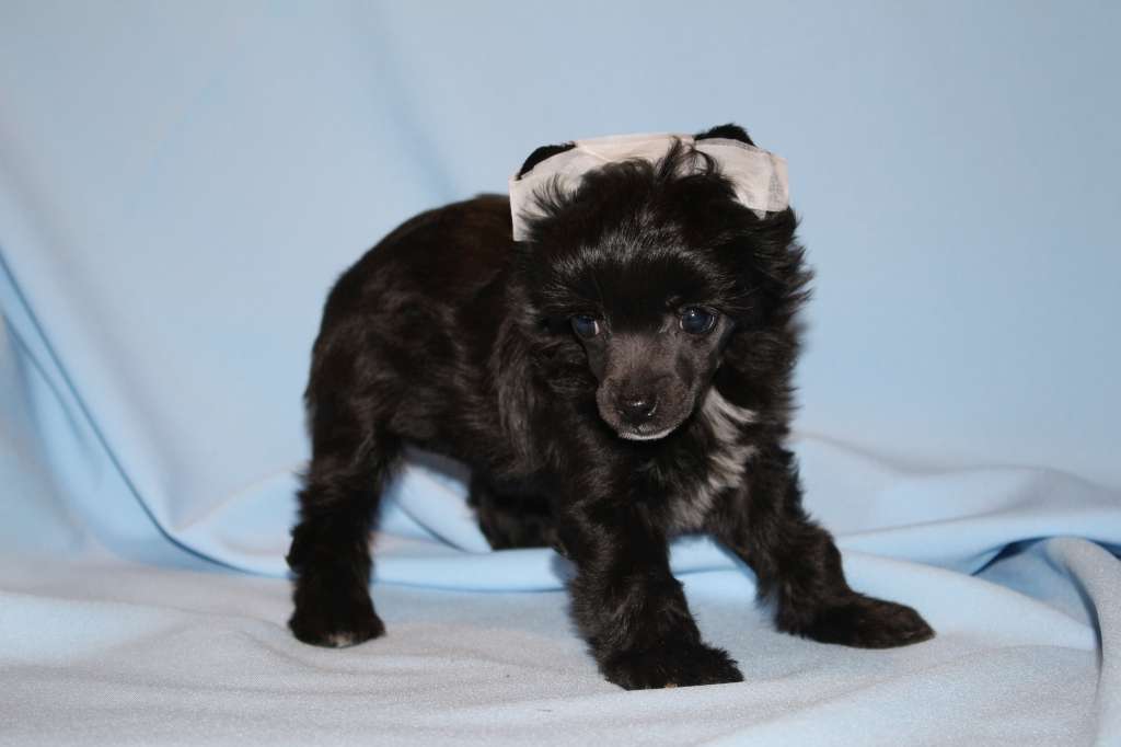 Crested Charm Luxurious Star