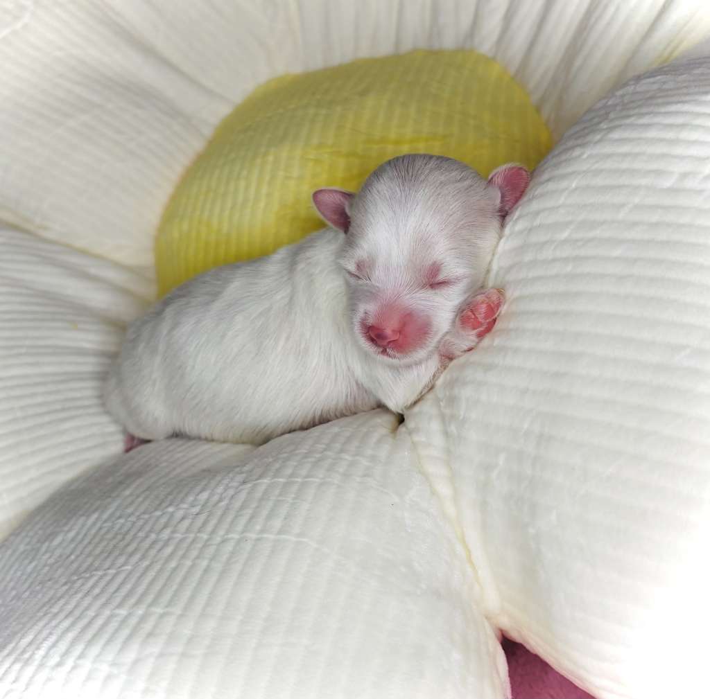 Gracieux-Pahlavi Luminous Wonder