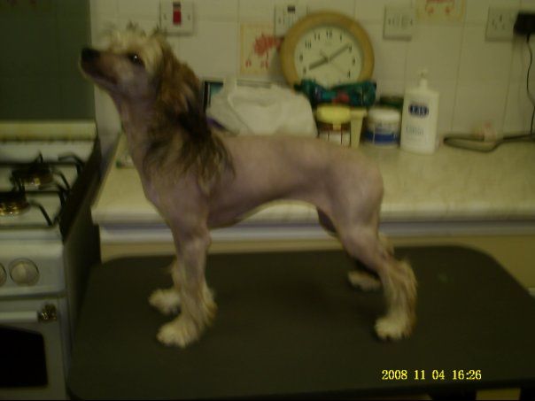 Sudaniall The English Rose