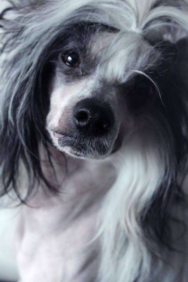 Sookie's Barbazul Rosado Sputnik