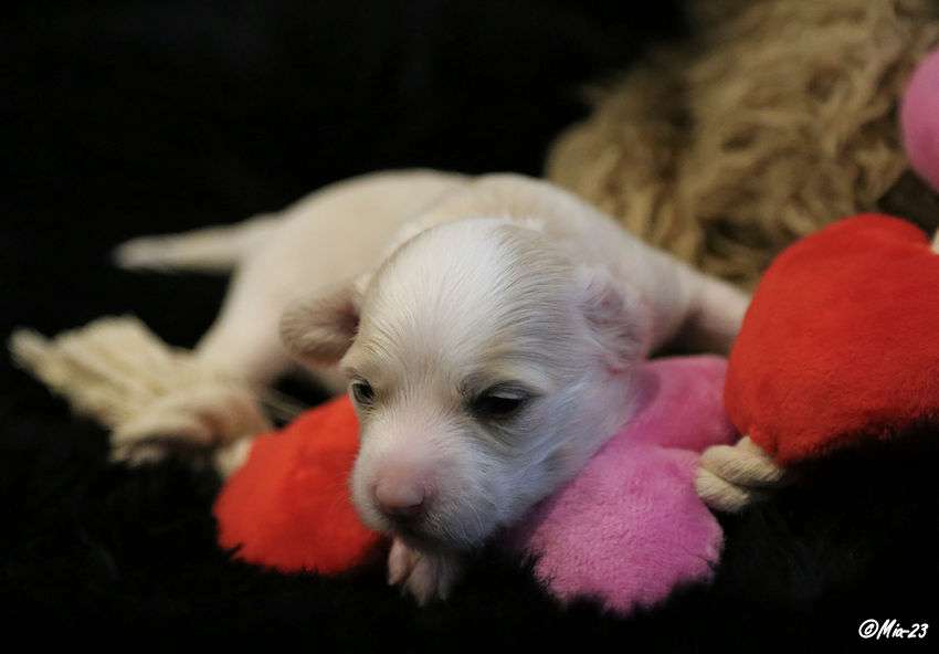 Tirlittan Yes Yes Man