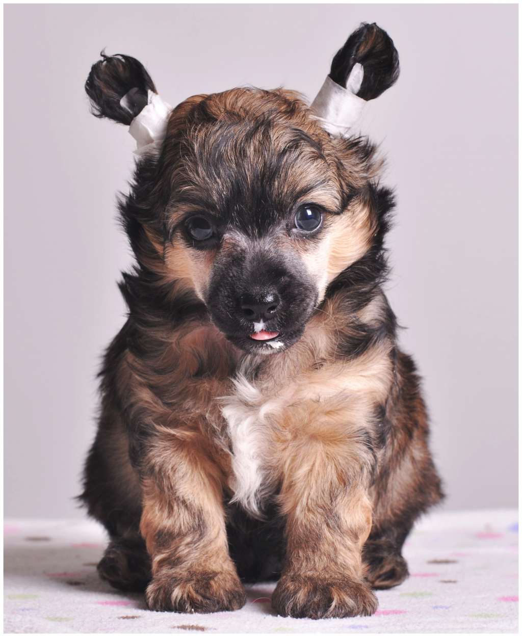 Chewbacca Modern Family