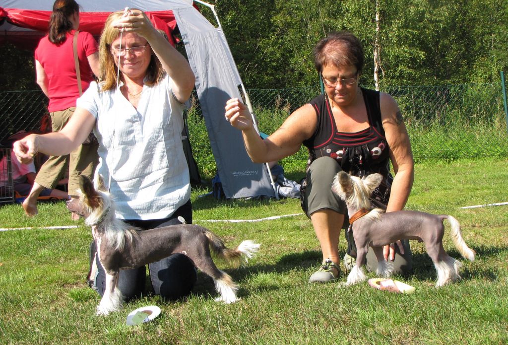 Amelion's Mastermind