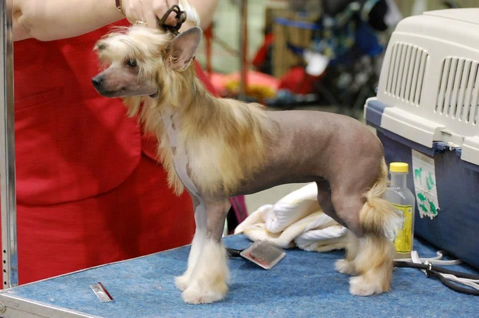 Crestyle You're Eccesoriez Hl