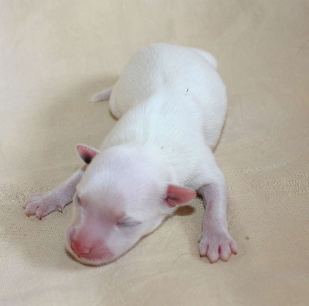 Charuyuschiy Soblazn Karamel sissy