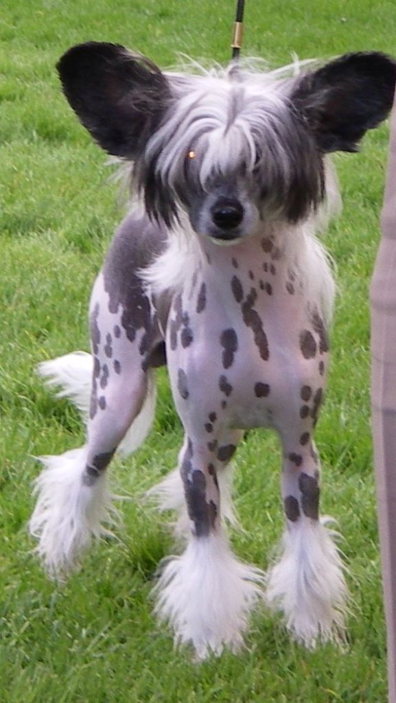 Untouchable's Full Of Pride