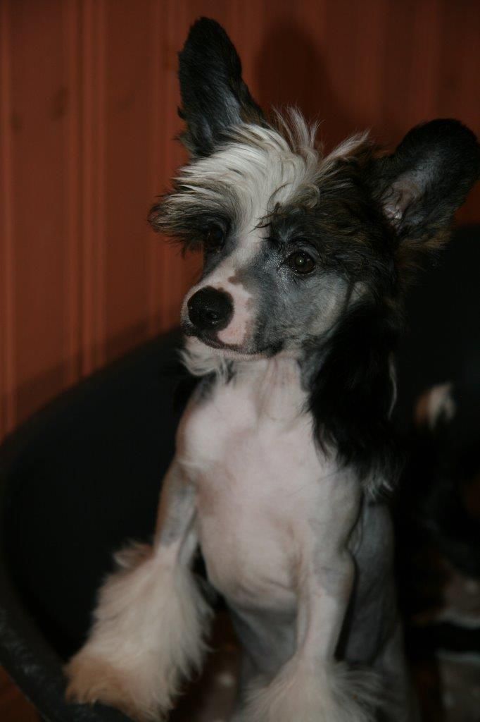 Ridgecrest's Storm Of Sweden