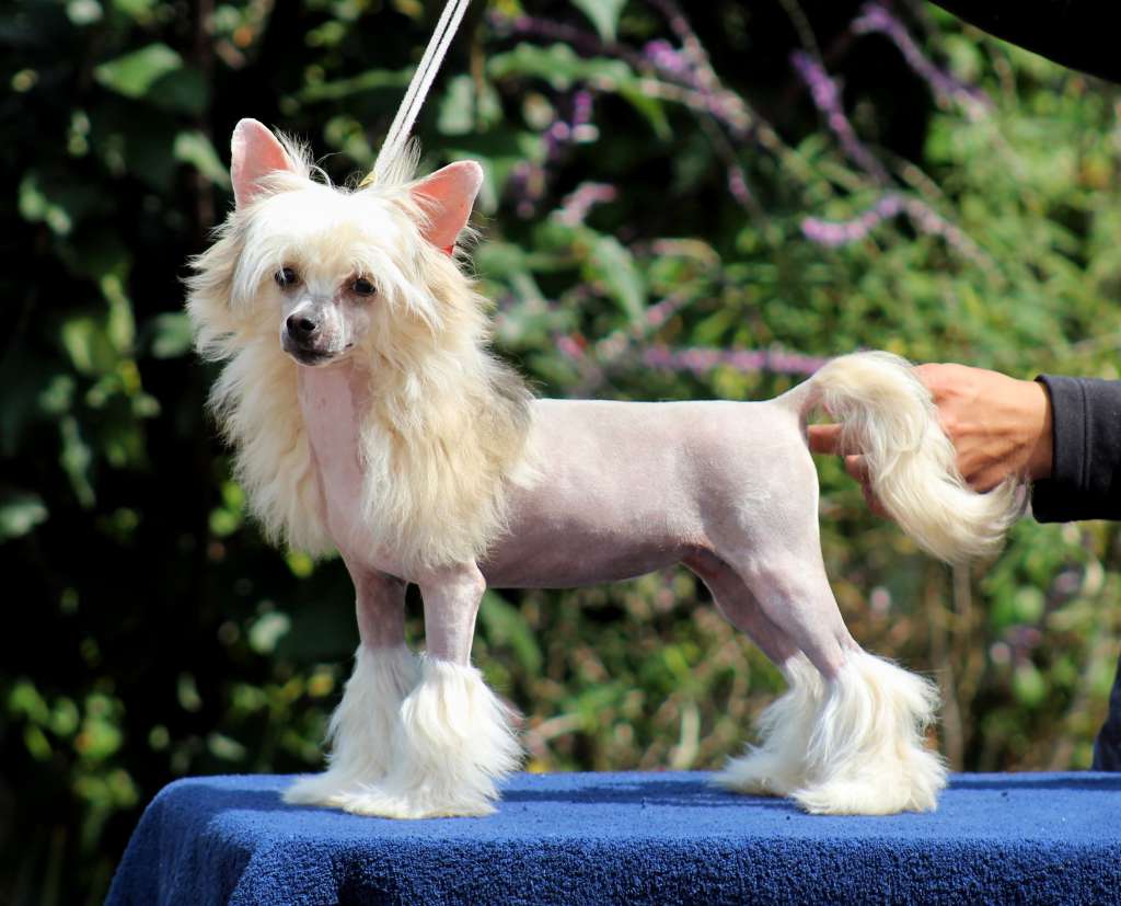 Alika Sexy Girl (Cantarell)