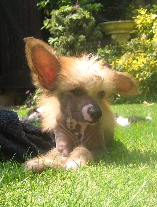 Reznor Moonage Daydream