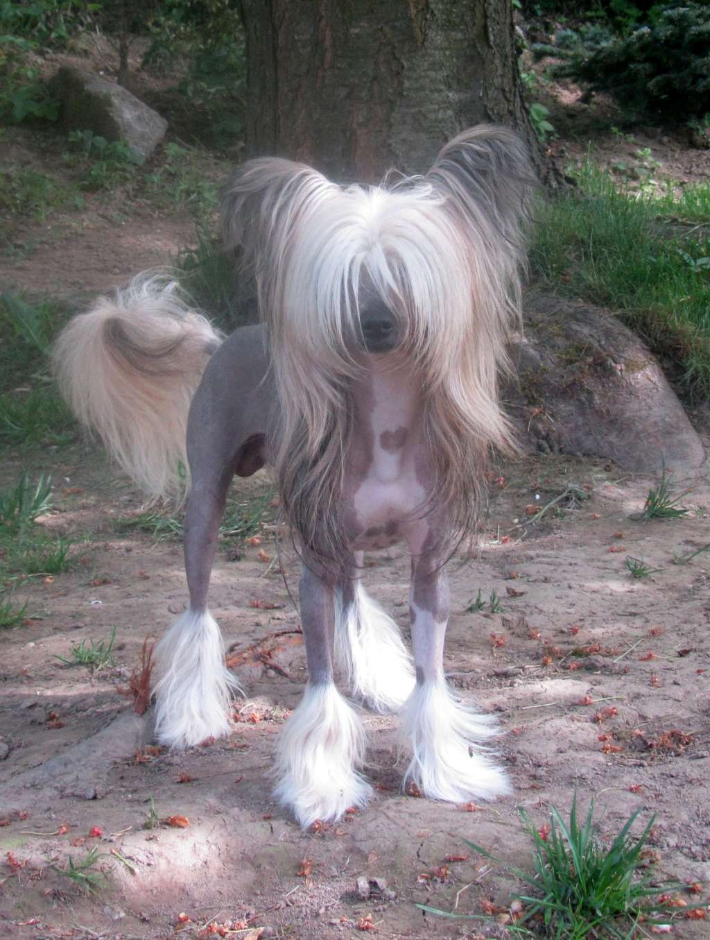 Agrippa Kvet Orientu