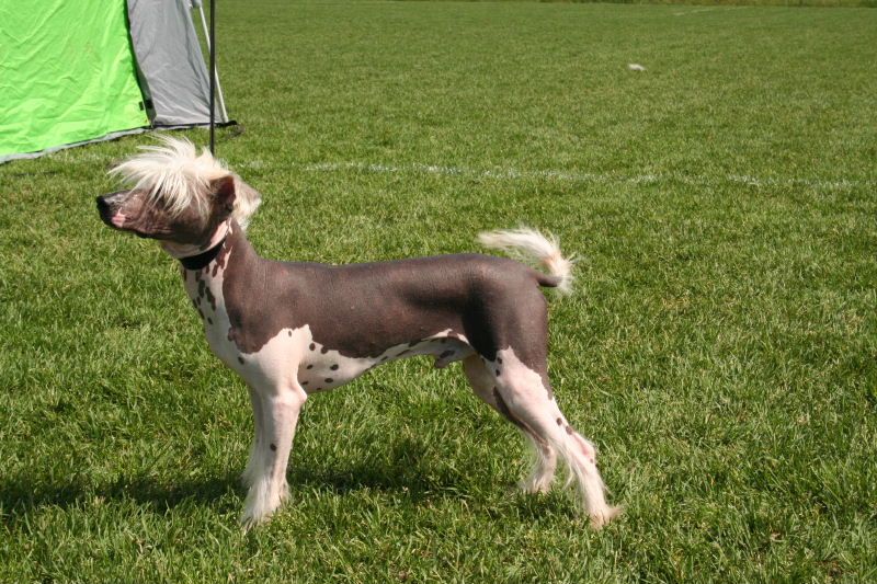 Qu-Ya-Va's Kaizer Of Mr-X