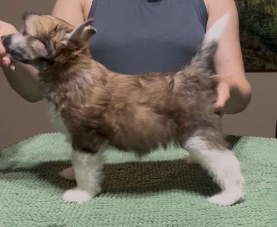 FronkLinn's Immortal Coconut