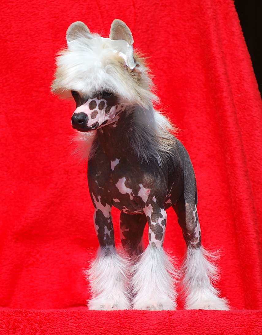 Little Dog Of Dream Miss Universe