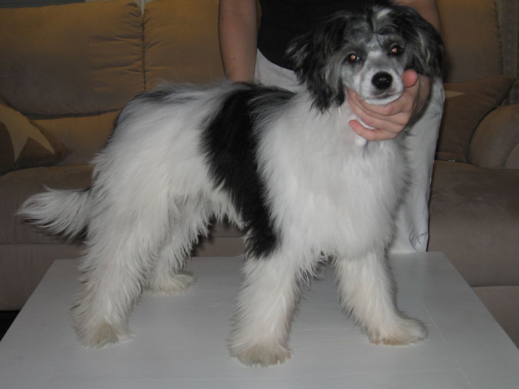 Fiabella's Fairy Dust