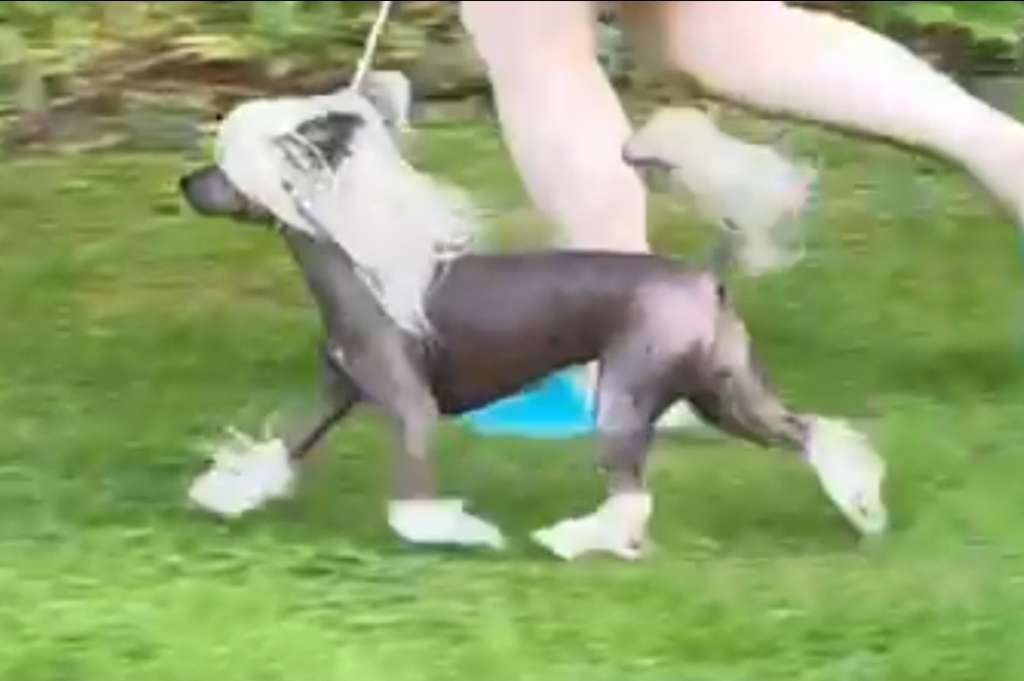 Little Dog Of Dream Oasis Of The Seas