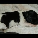 Angel's Boy Artus von Natelberg