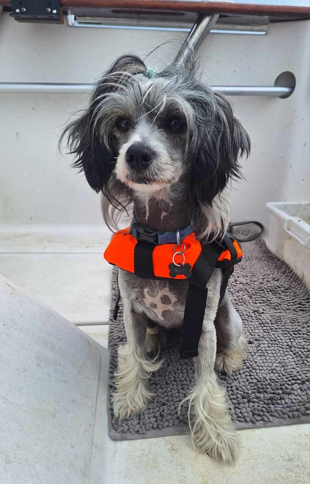 Crested Vixen's Macho Macciato