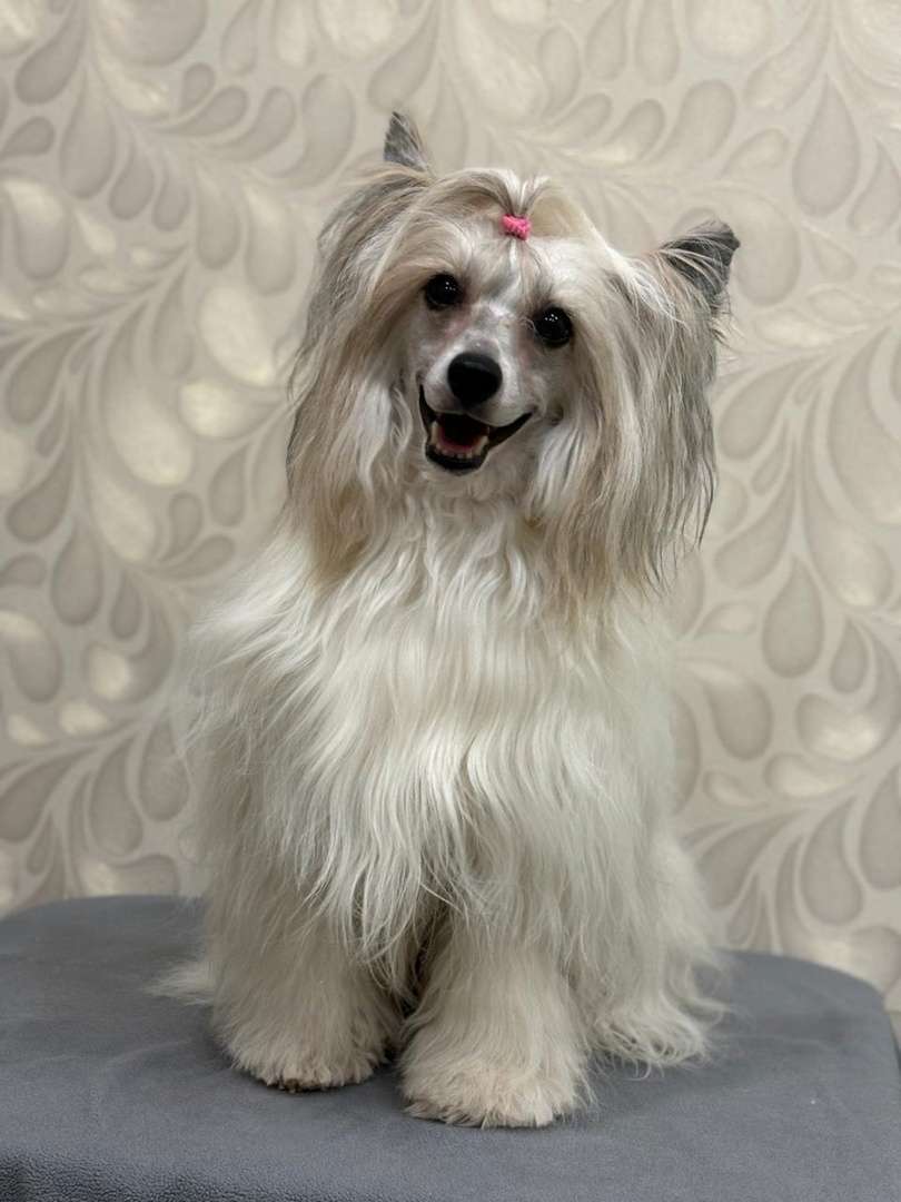 Izabel Crystals Peley