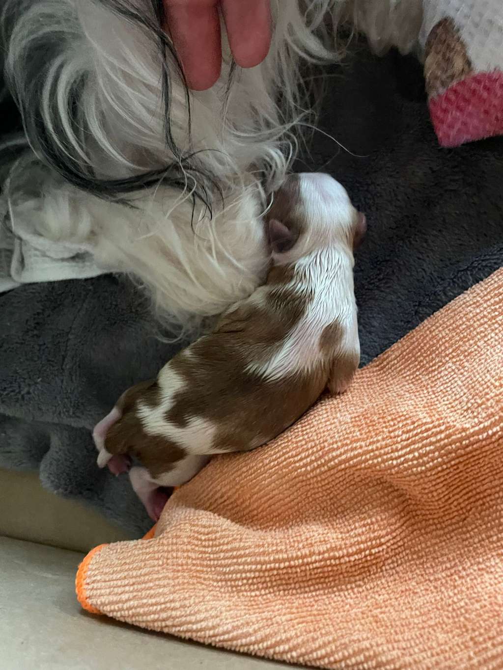 Thor le Petit Centenaris