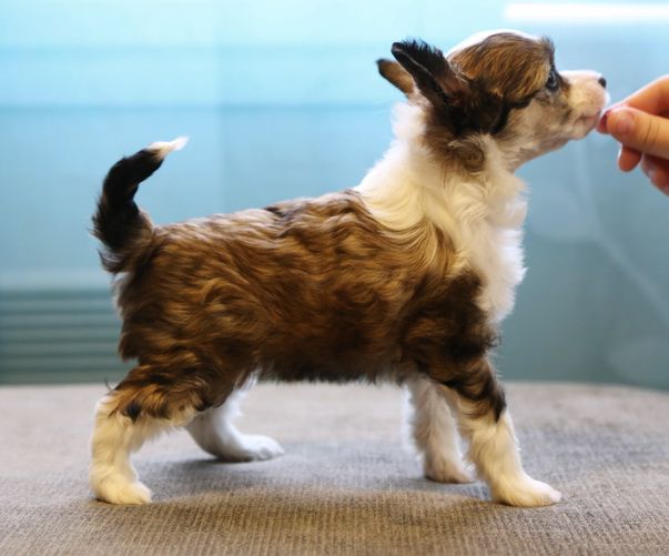 Windy Willow's Elentari Of The Stars