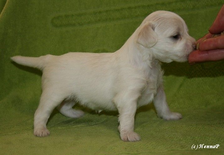 Kuutarhan Tuulentupa